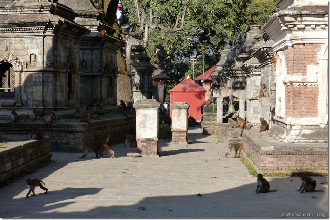 101111_P1020693_Nepal, Kathmandu, nach Boudhanath-Pagode, Tempelanlage, Affen