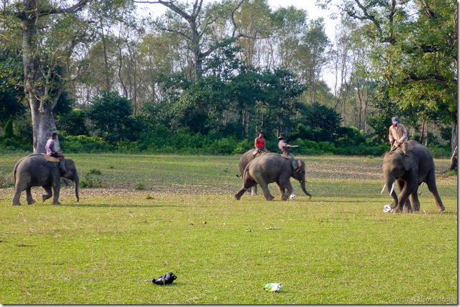 101112_P1020737_Nepal, Chitwan Nationalpark, vor Dschungel, Elefanten-Fussball