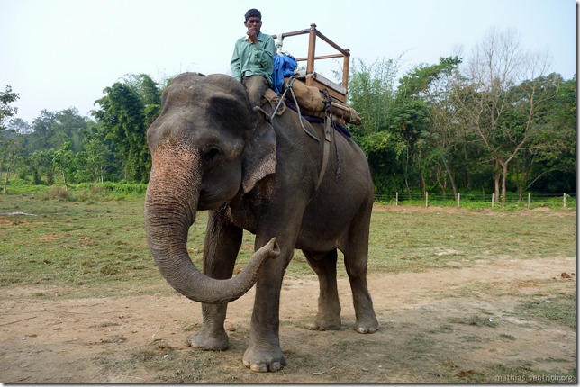 101113_P1020810_Nepal, Chitwan Nationalpark, Dschungel-Elefantensafari, unser Elefant
