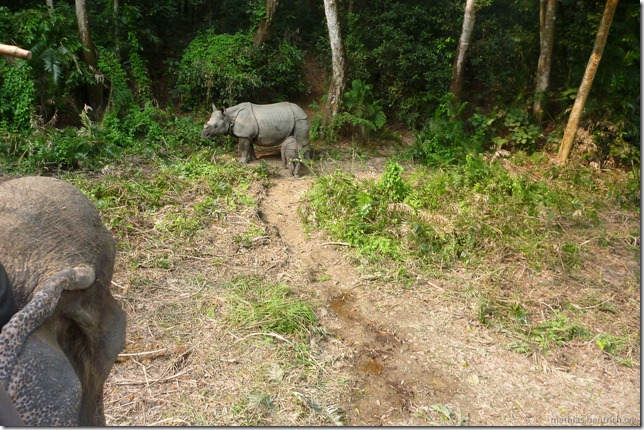 101113_P1020834_Nepal, Chitwan Nationalpark, Dschungel-Elefantensafari, Rhinos, Elefantenkopf