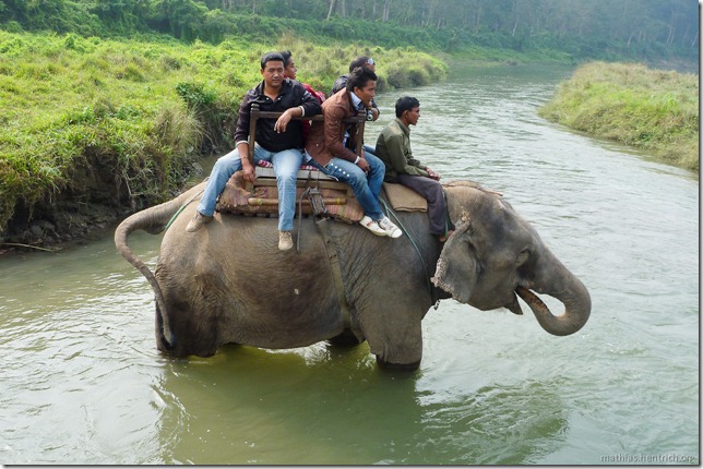 101113_P1020860_Nepal, Chitwan Nationalpark, Dschungel-Elefantensafari, Elefantenbad