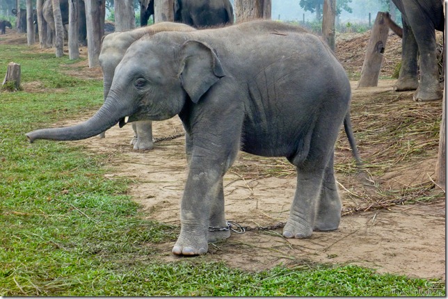 101114_P1020984_Nepal, Chitwan Nationalpark, Elefantenaufzuchtstation, Babyelefant
