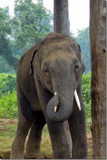 101114_P1020997_Nepal, Chitwan Nationalpark, Elefantenaufzuchtstation, Elefant