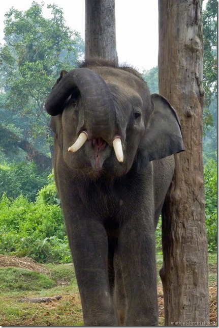 101114_P1020999_Nepal, Chitwan Nationalpark, Elefantenaufzuchtstation, Elefant