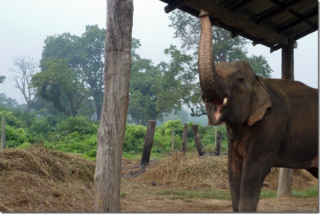 101114_P1030007_Nepal, Chitwan Nationalpark, Elefantenaufzuchtstation, Elefant